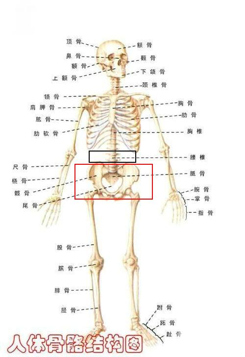 人体结构图