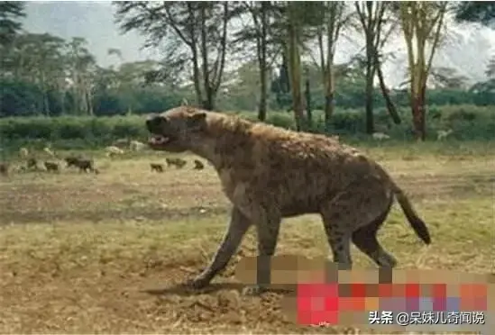 地球史上最大的狗，高1.8米重800斤，比狮子老虎恐怖多了好神奇