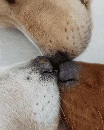 350_438竖版 竖屏gif 动态图 动图