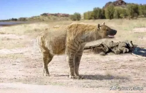 地球史上最大的狗，高1.8米重800斤，比狮子老虎恐怖多了好神奇