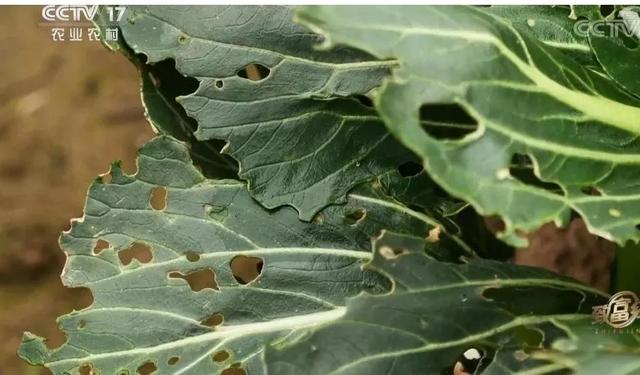 从亏200多万到年入800万！从投资人到菜农，这3年究竟经历了什么