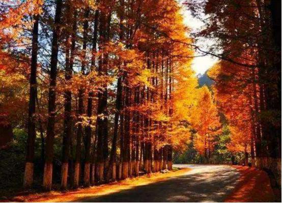 最美的4条自驾游公路，青山绿水风景美，更有“危险”的沙漠公路