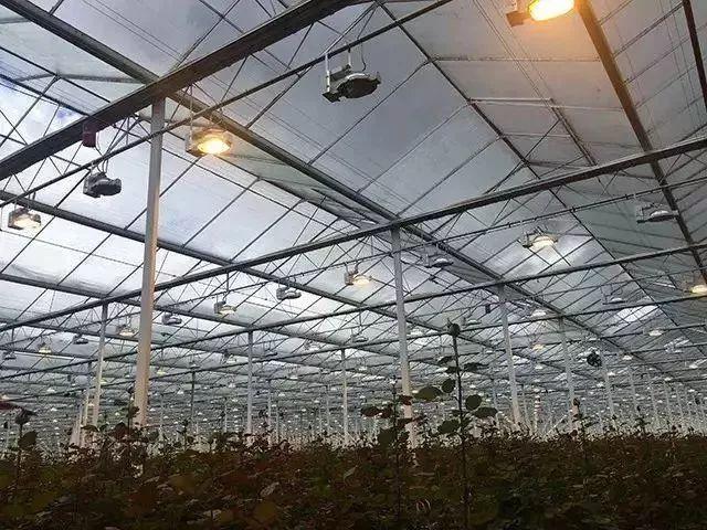 菜吧：荷兰的农业奇迹是如何创造的？