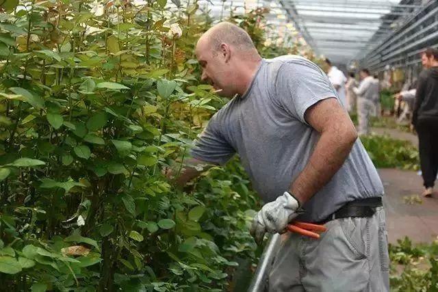 菜吧：荷兰的农业奇迹是如何创造的？