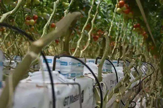 菜吧：荷兰的农业奇迹是如何创造的？