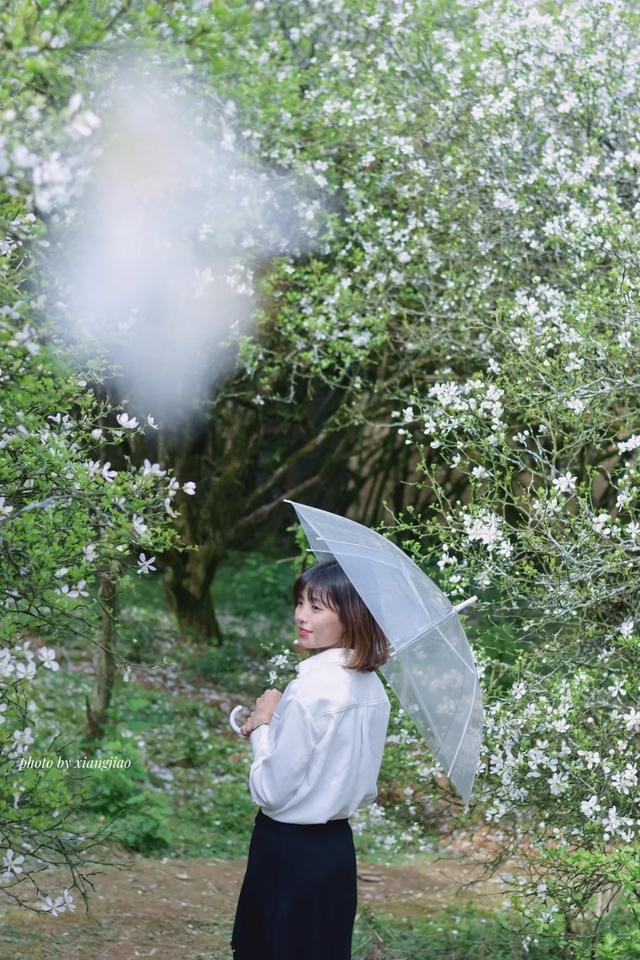 一种中药花意外带火了一座美丽乡村