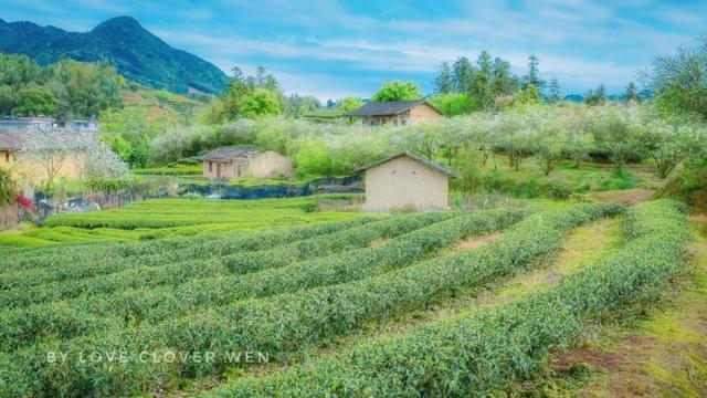 一种中药花意外带火了一座美丽乡村