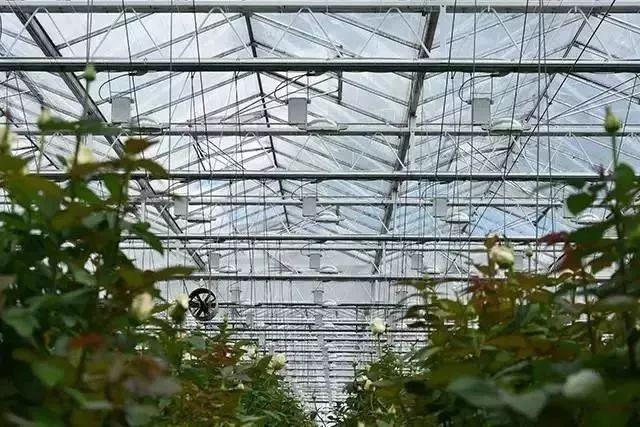 菜吧：荷兰的农业奇迹是如何创造的？