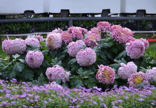 老祖宗的花文化，25种花的雅称：原来花草有这么多好听的称号！