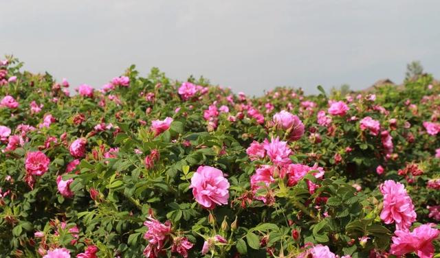 最美腾冲四月天，踏青景色尽芳菲