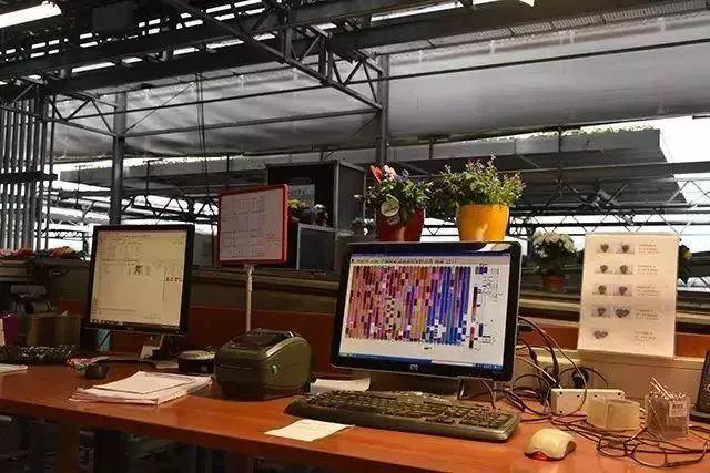 菜吧：荷兰的农业奇迹是如何创造的？