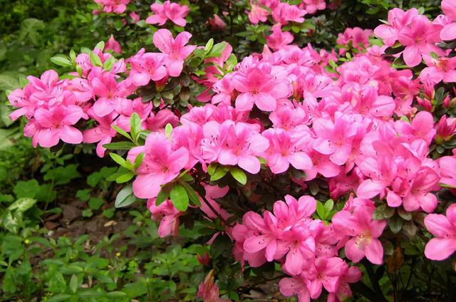 老祖宗的花文化，25种花的雅称：原来花草有这么多好听的称号！