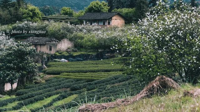 一种中药花意外带火了一座美丽乡村