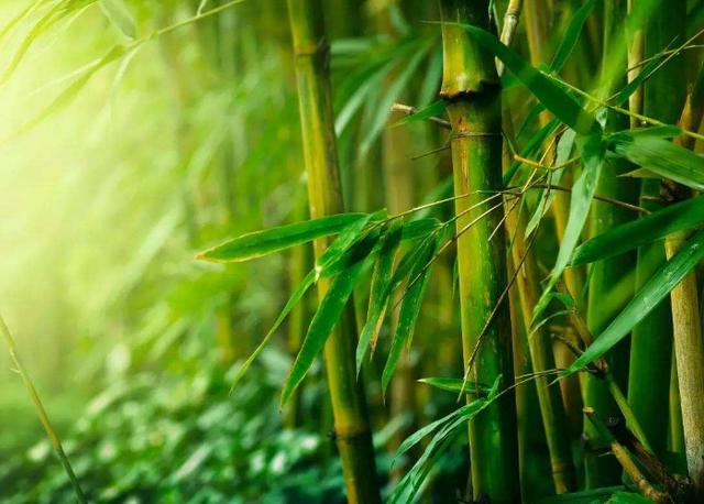 原来竹子也有果实，50年才结一次果，口感绵密，还十分可口？