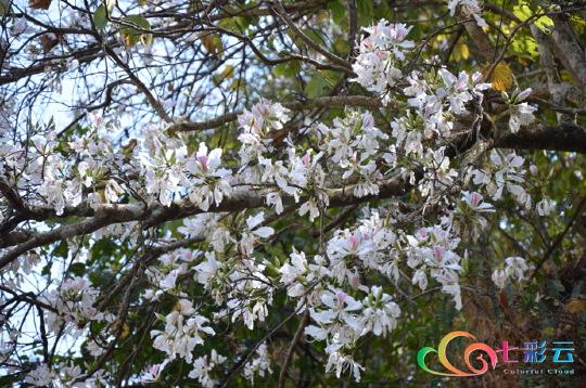 舌尖上的春天 | 你吃花了吗？