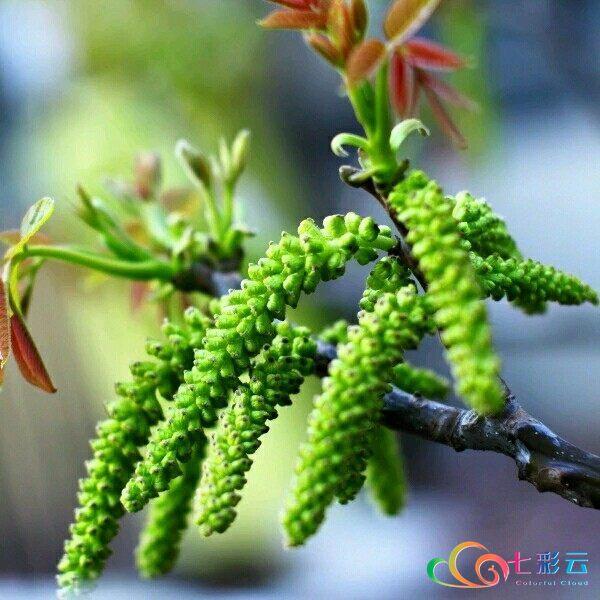 舌尖上的春天 | 你吃花了吗？