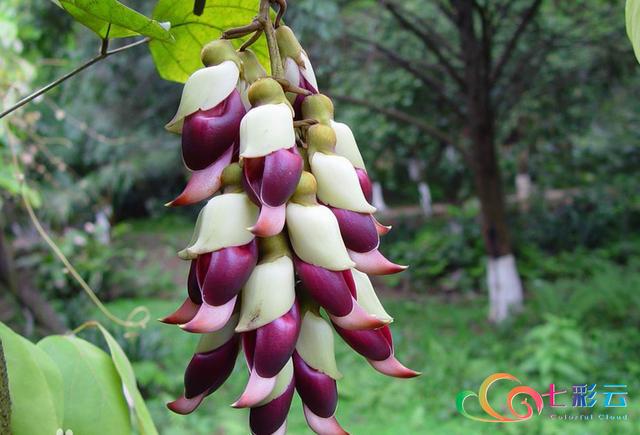 舌尖上的春天 | 你吃花了吗？