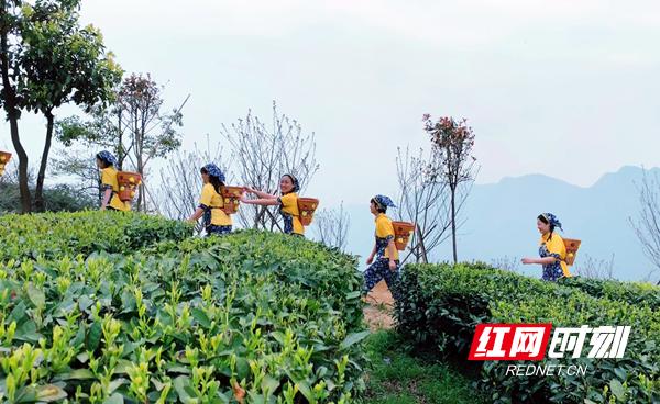 湖南这座“云上”茶园，人少景美，不喝茶也要去一趟