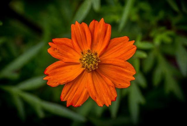 因为看轻，所以快乐；因为看淡，所以幸福