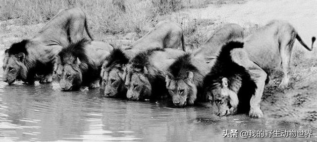 6头雄狮结盟打天下，一年内屠杀100多头狮子，灭绝狮性