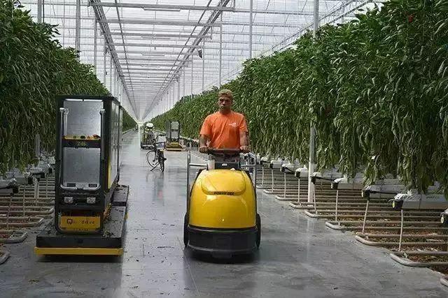 菜吧：荷兰的农业奇迹是如何创造的？