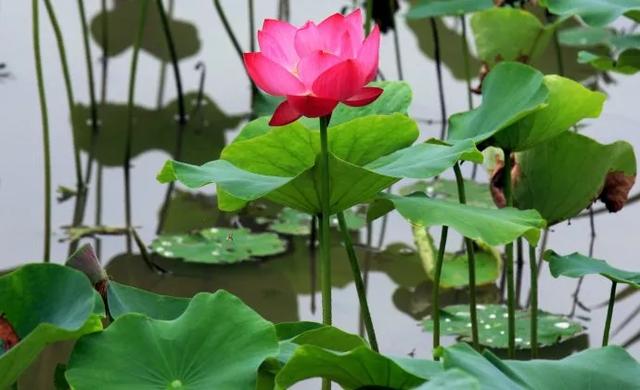 老祖宗的花文化，25种花的雅称：原来花草有这么多好听的称号！