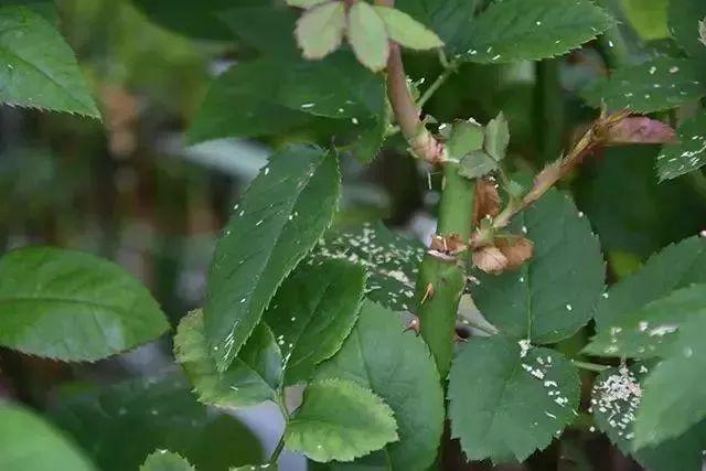 菜吧：荷兰的农业奇迹是如何创造的？