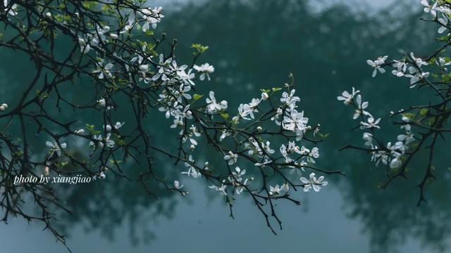 一种中药花意外带火了一座美丽乡村
