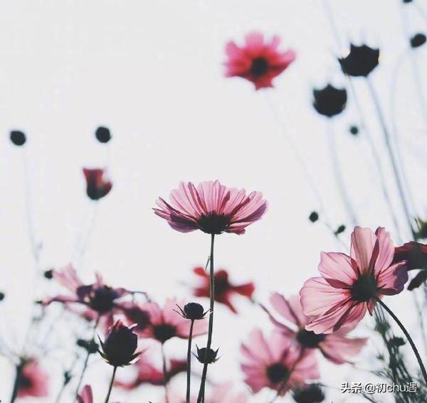 生活就像一杯白开水