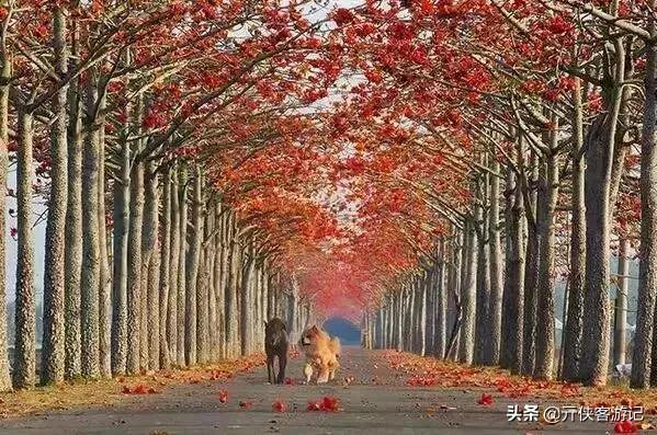 世界上最美的20条街道，亚洲上榜的在中国