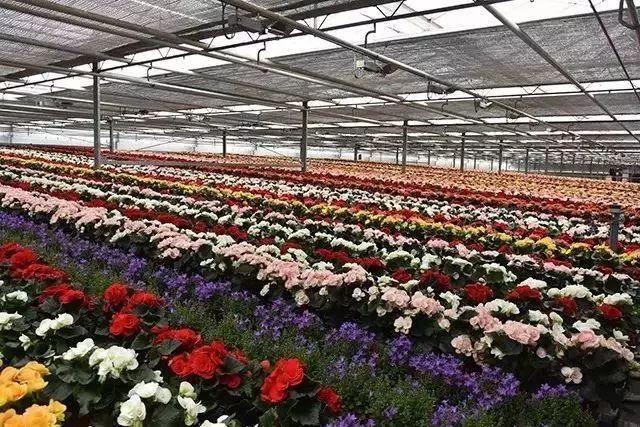 菜吧：荷兰的农业奇迹是如何创造的？