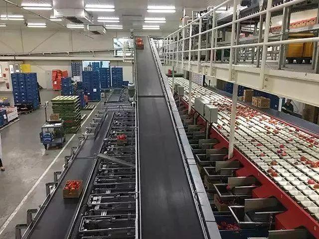 菜吧：荷兰的农业奇迹是如何创造的？